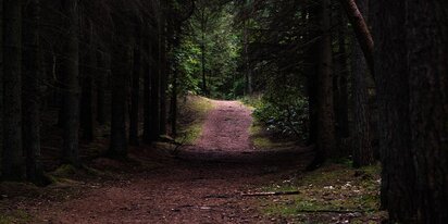 Waldweg in der Husby Klitplantage