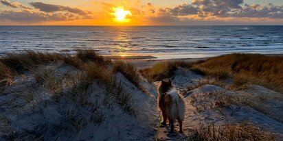Sommerhus uge 29 med hund - Solnedgang ved stranden