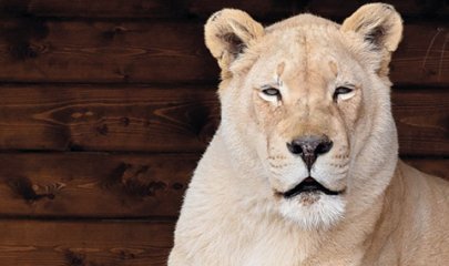 Blavand-Zoo-loewe-daenemark