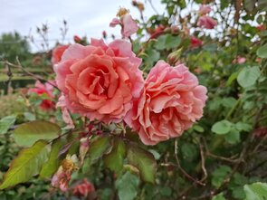 Faktaboksbillede zum rosenhaven und TONOW Destillerie & Vesterhavsmost 