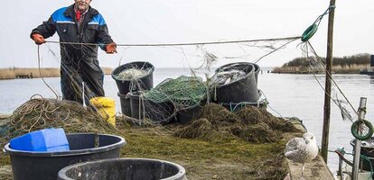 Stellnetzfischerei im Ringkøbing Fjord