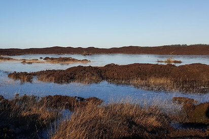 HenneStrand-vandrerute-hede