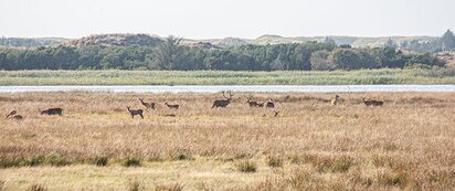 Kronvildt tæt på Vesterhavet 2