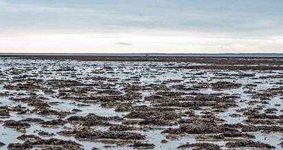 Austernsafari im Wattenmeer an der dänischen Nordsee