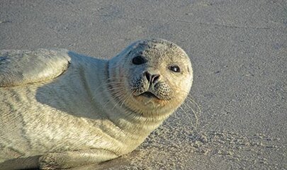 Seehund am Strand in Dänemark