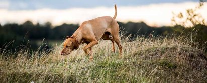 Hund Gras Dänemark