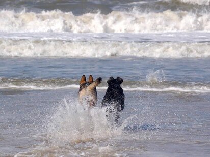 ferie-med-hund_125_1343_stor