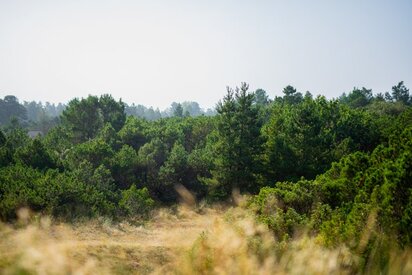 Naturen i Ho Klitplantage