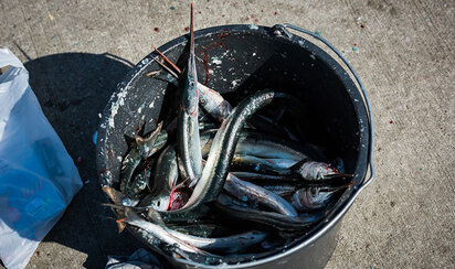 Hornfisk fanget i Hvide Sande