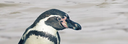 Pinguine gibt es in Dänemark nur im Zoo