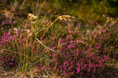 Erlebe die faszinierende Heideblüte in Westjütland