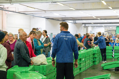 Fischauktion in Hvide Sande