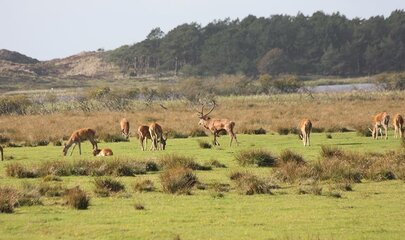 Oksbøl Kronvildtreservat
