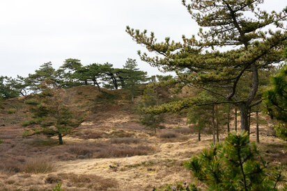 Fanø Klitplantage