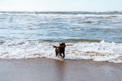 Hund läuft mit Stock am Strand in Dänemark – Wohin mit Hund im Urlaub