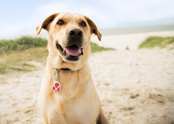 Einreisen mit Hund