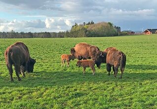 Randeris Bison