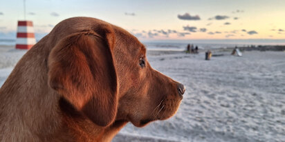 Hund am Strand bei Sonnenuntergang