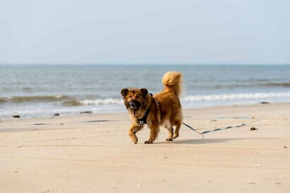 Hund på Lakolk Strand