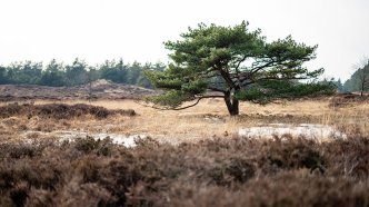 Kirkeby Plantage