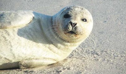 Seehund am Strand in Dänemark - Robbe gefunden