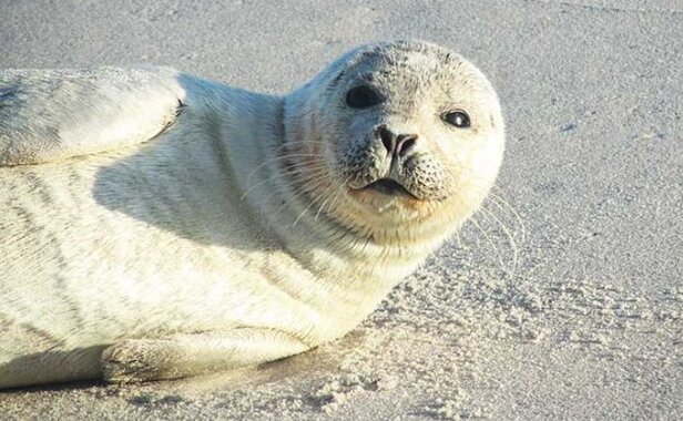 Seehund am Strand in Dänemark - Robbe gefunden