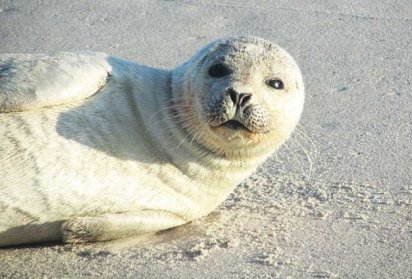 Seehund am Strand in Dänemark - Robbe gefunden