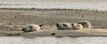 Seehunde auf einer Sandbank bei Fanø