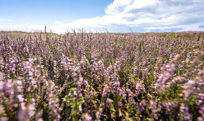 Lyngblomster på vestkysten