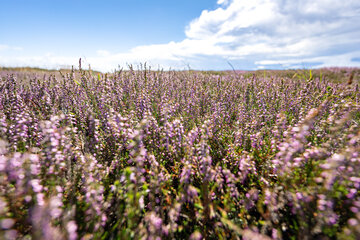 Lyngblomster på vestkysten