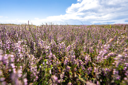 Lyngblomster på vestkysten