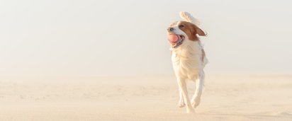 hund-am-strand-daenemark