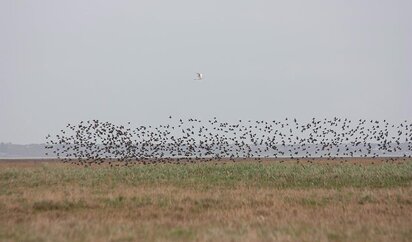 Stærene flyver over marsk engene i Vadehavet