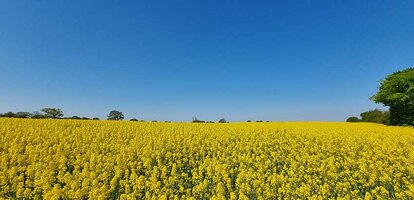 Rapsblüte in Dänemark im Frühling