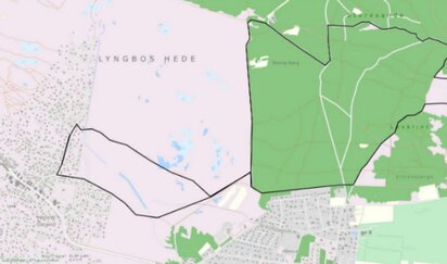 Gul rute i Blåbjerg Plantage ved Houstrup