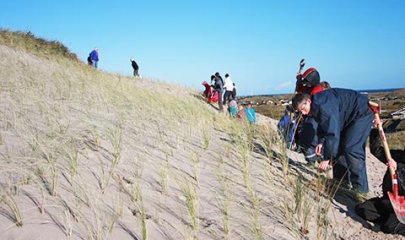 Dünenschutz an der Nordsee in Dänemark - Strandhafer pflanzen