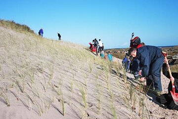 Dünenschutz an der Nordsee in Dänemark - Strandhafer pflanzen