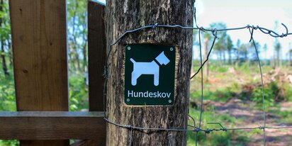 Sommerhus uge 29 - besøg i hundeskov