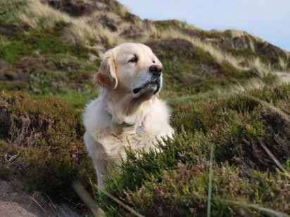 ferie-med-hund_125_1352_stor