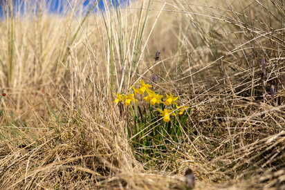 Frühling in Dänemark an der Nordsee