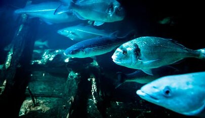 jyllands aquarium thyborøn