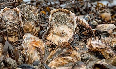 Austernsafari an der Nordsee in Dänemark