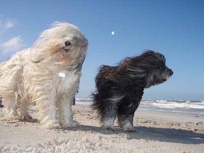 ferie-med-hund_125_1335_stor