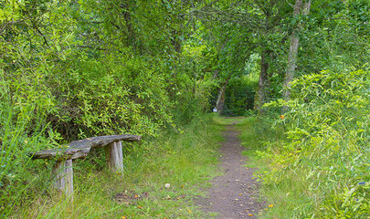 wanderweg-husby-klitplantage