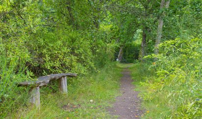 wanderweg-husby-klitplantage