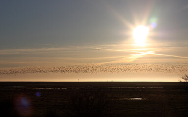 Die schwarze Sonne (sol sort) in Dänemark