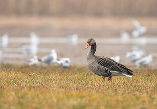 gans-tipperne