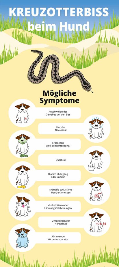 Kreuzotterbiss-beim-Hund-Infografik