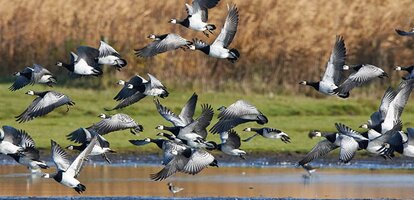 Vogelreservat Tipperne am Ringkøbing Fjord