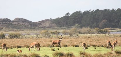 Råvildt mellem Vejers og Henne Strand